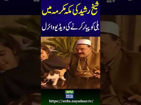 Makkah | Cat | Video of Sheikh Rasheed playing with Cat in Makkah#shorts