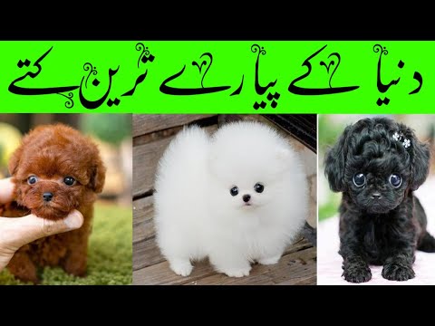Top 10 Cutest Dogs in the World | دنیا کے پیارے ترین کتے | Naeem Factory