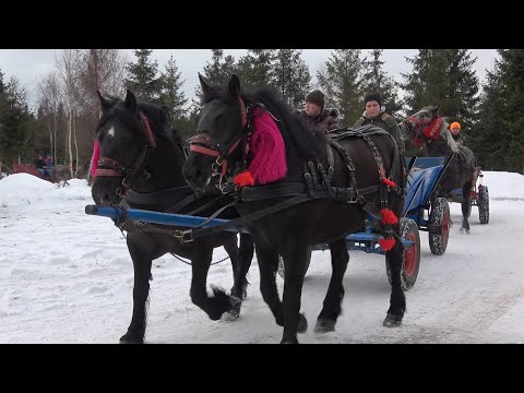 Caii baietilor de la Calatele Padure, Cluj 13 Martie 2022 Nou!!!