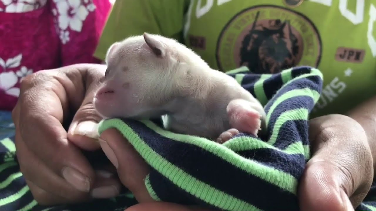 Mutant Puppy Born With One Eye