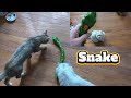 Robo Alive Snake Review! 🐍