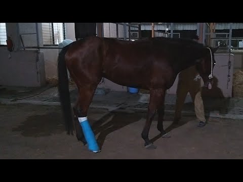 Fiberglass cast for fracture repair in horse.