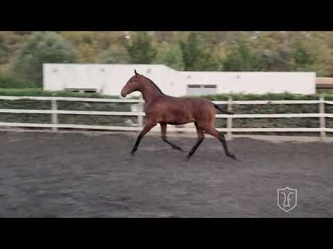 Rajá LGF (Escorial x Falcata by Leão de Lousa)