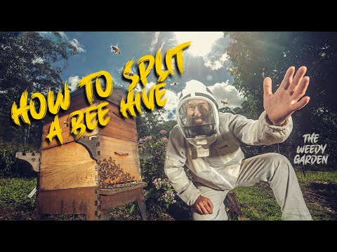 HOW TO SPLIT A BEE HIVE - And relocate your bees