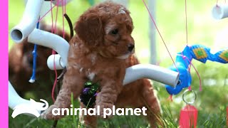 Cockapoo Puppies Train To Become Therapy Dogs | Too Cute