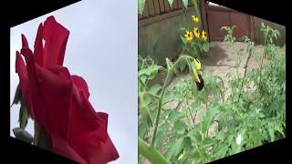 JJ CALE, ROSE IN THE GARDEN, new images