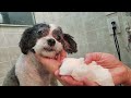 How to clean debris from your dog eye, eye health, scum in eye, build up in eye, tearing