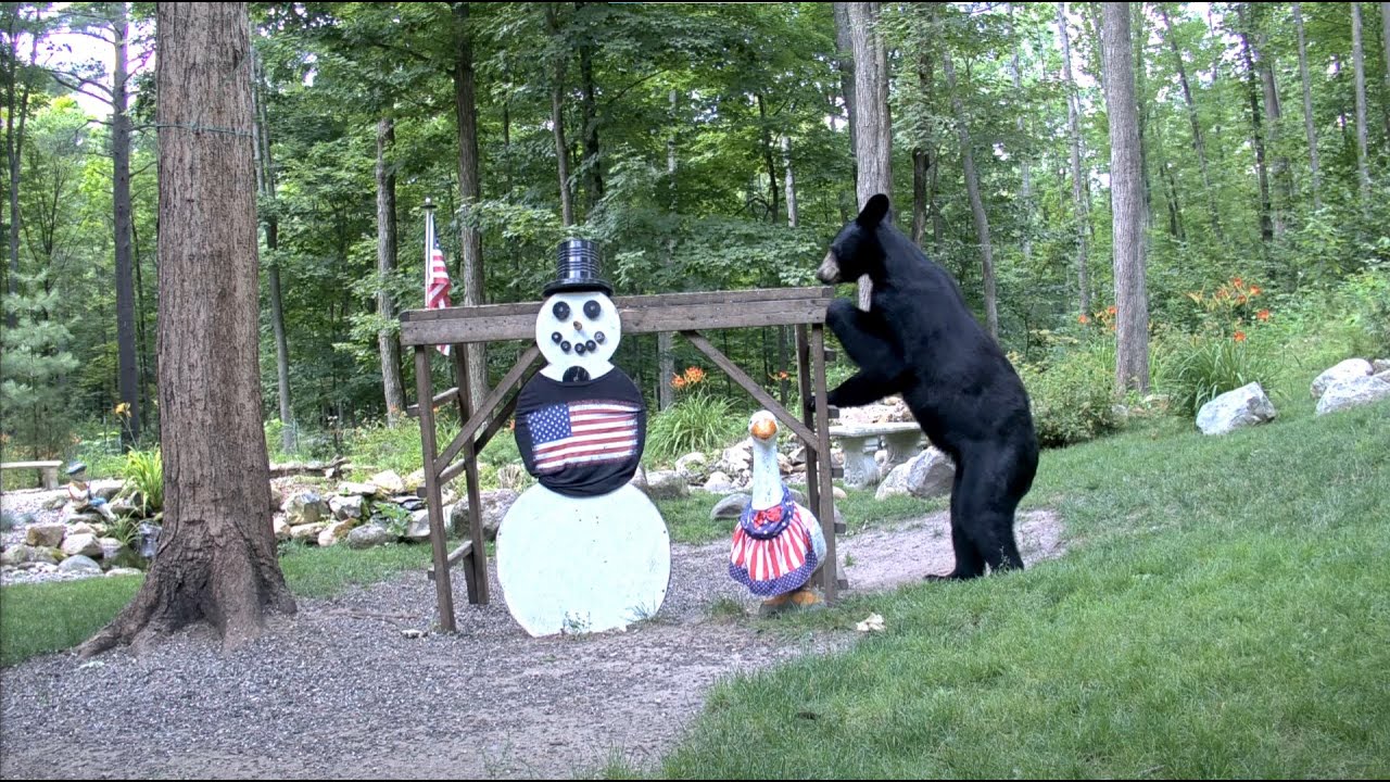 Live webcam view of Snowman Wildlife Cam