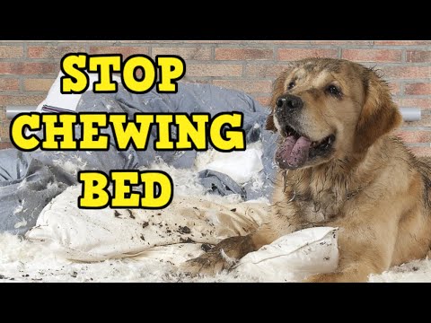 YouTube video about: Why do dogs destroy their beds?