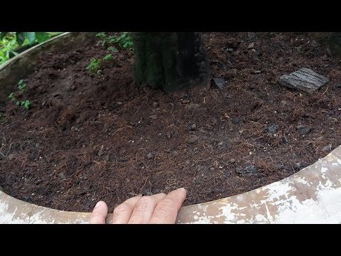 Trước khiTưới dưỡng rễ ,phân bón cho cây mai phải sử lý chất trồng như thế nào