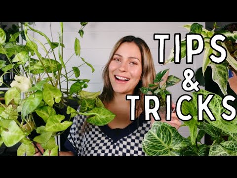 Syngonium Plant Care Tips & Tricks! | Syngonium Houseplant Care Arrowhead Plant