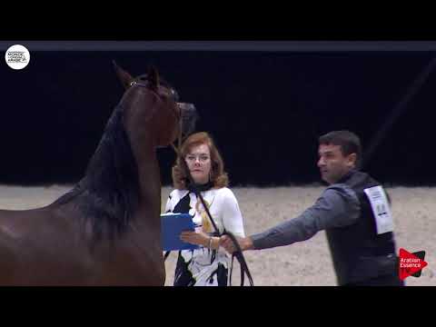 N.44 HDM MARIA APAL - Paris 2018 - Junior Fillies (Class CM 2B)