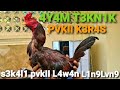 Cara Menguatkan Kaki Ayam Dan Menambah Bobot Pukulan Ayam Jago Qaib