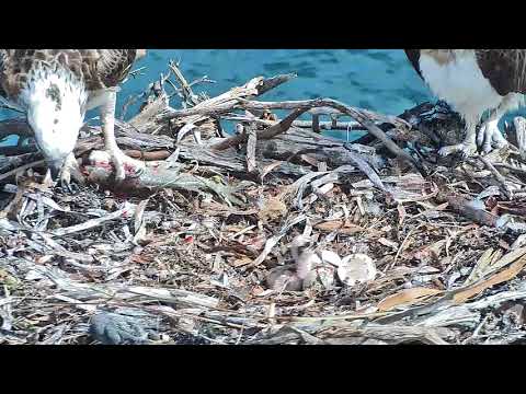 Ospreys in Port Lincoln South Australia - 2017.10.10
