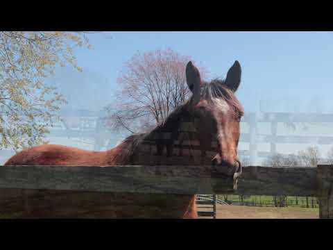 Around the Farm at Old Friends - April 3, 2020