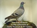 The King of Rome, A true inspiring story about a famous Derby Pigeon. Dave Sudburys original version
