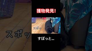 獲物を追った結果… #猫 #黒猫 #猫動画
