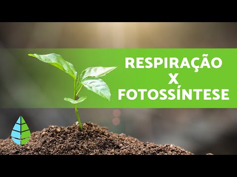 Como as PLANTAS RESPIRAM e por ONDE? 🌱