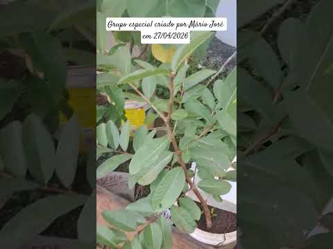 1minuto. É nóis do grupo Ambientalistas , Abaeté MG 27/04/2026 #1minutoabaeté