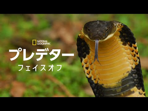 自然に毒蛇を追い払う方法は？傷つけずに追い払う5つのヒント  庭園