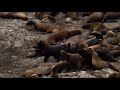 Male Sea Lions Attacking Pup Sea Lion Attacks Baby
