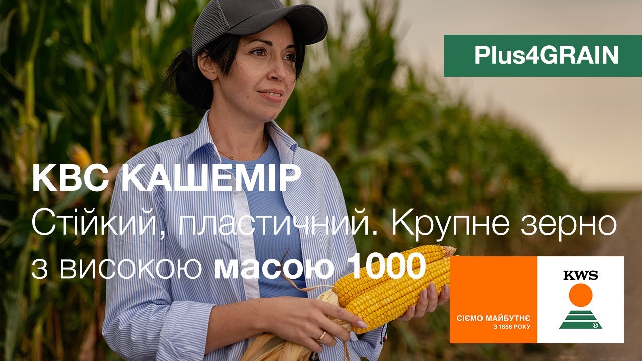 Семена кукурузы КВС КАШЕМИР (KWS) - гибрид ФАО 380 PLUS4GRAIN с крупным зерном