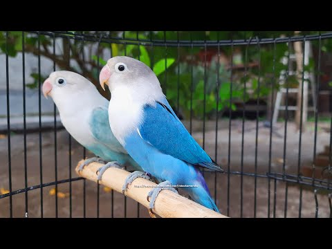 Lovebird Chirping Sounds - Blue Fischer & Pastel Blue Fischer - 3 Hours and 51 Minutes