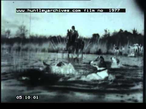 Dogs used for hunting, 1940's - Film 1977