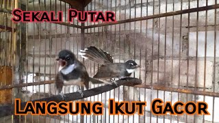 Download lagu Sikatan Kipas 1 Pasang GACOR❗️❗️❗️ mp3