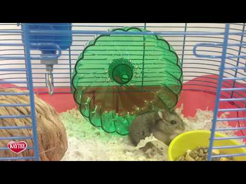 How to Build a Kaytee CritterTrail Habitat