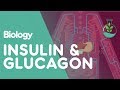 Insulin and Glucagon | Physiology | Biology | FuseSchool