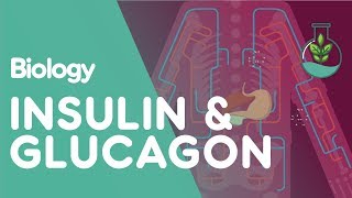 Insulin and Glucagon | Biology for All | FuseSchool