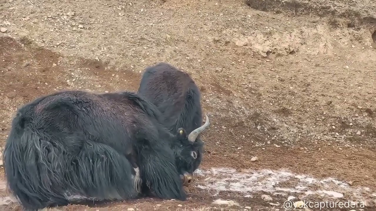 Yak Territory Competition in High Mountains | Natural Wildlife Documentary (No Human Involvement)