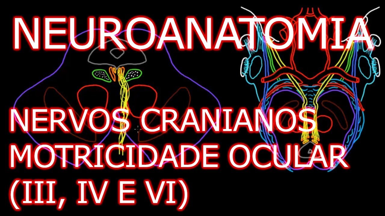 Aula: Neuroanatomia - Nervos Oculomotor (III), Troclear (IV) e Abducente (VI) - Neuroanatomia #6.3