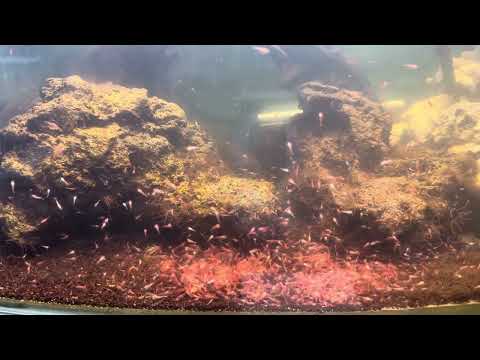 My Opae Ula Shrimps