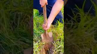 Download lagu teknik cerdas mencari ikan di dalam rumput atau semak semak #shorts mp3