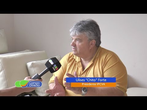 Faena de Novillos livianos