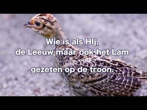 OPwekking 638 Prijs Adonai