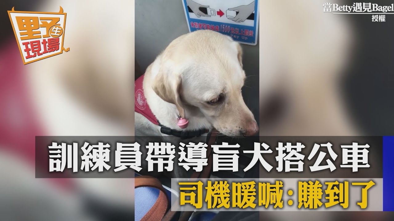 暖!帶導盲犬搭公車 司機興奮大喊:終於讓我載到了