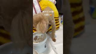 #犬 #トイプードル #わんこ #ドッグラン #お散歩