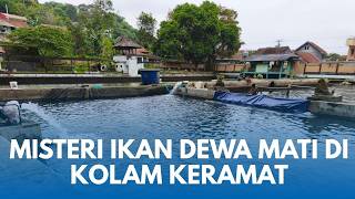 Download lagu TERJAWAB SAINS! Kenapa Ratusan Ikan Dewa Mati Mendadak di Kolam Keramat Cigugur Kuningan mp3