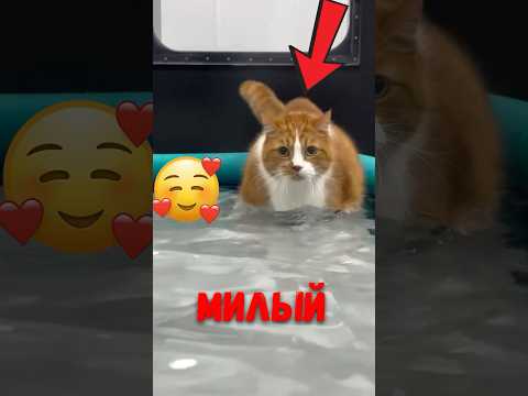 🐱💦 Так помогают кошкам худеть! #животные #природа #интересно