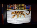 Diego Saves The Lost Jaguar