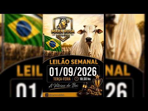 MARA ROSA LEILÕES - GOIÁS - LEILÃO DE GADO DE CORTE 01/09/2026