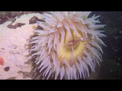 2/17/18 - Diving Monterey - Beachhopper II - Hopkins Reef & Aquarium Wall