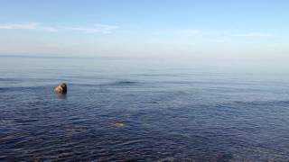 preview picture of video 'Крит в апреле. Стайки рыб играют в воде'