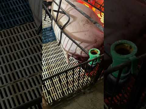 Eu vi um porquinho nascer! 💕😍 🐷  #porquinho #humor #diversão #fazenda #familia #animais