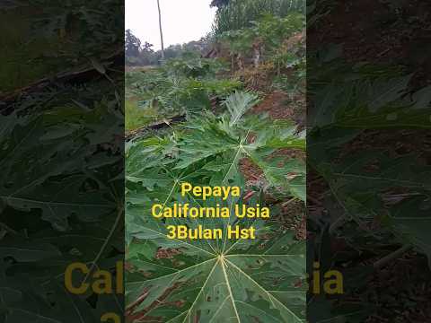 Pepaya California Usia 3 Bulan Hst #video #budidayapepayacalifornia #shortsfeed