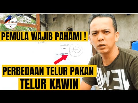 , title : 'MAU SUKSES TERNAK MURAI BATU ? II PEMULA WAJIB TAU ! PERBEDAAN TELUR PAKAN DAN TELUR KAWIN'