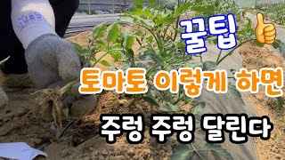 토마토 이렇게 키우면 주렁주렁^^  이런게 진짜 꿀팁^^  tomato replays in a wonderf…